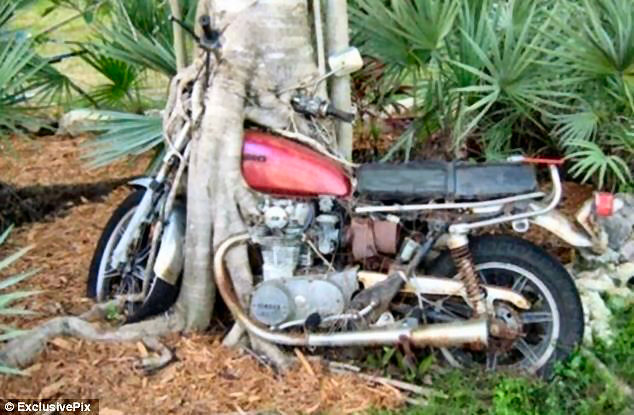 bike in tree.jpg