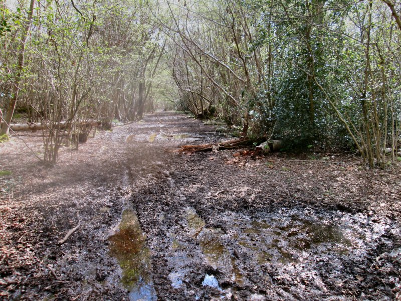 binsted pond to tortinton.jpg