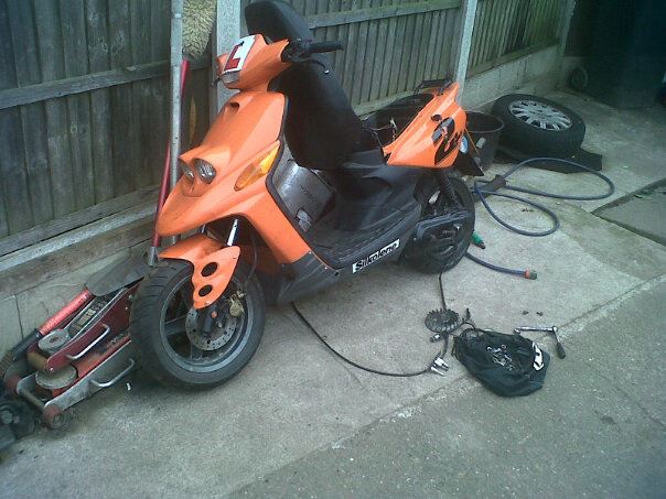 ped1.jpg