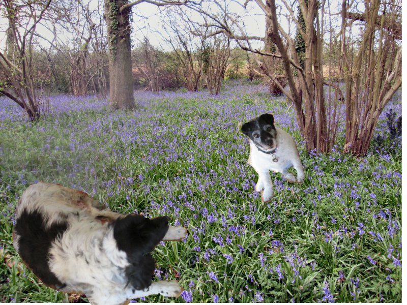 snatch in the blue bells.jpg
