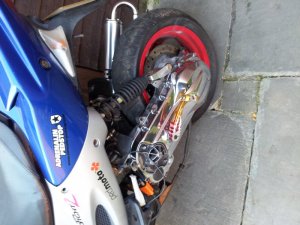 Shiney close.jpg