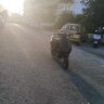 sakis