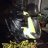 sp125rossco